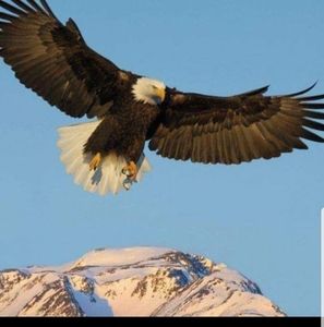 Meet your Posher, Clifford